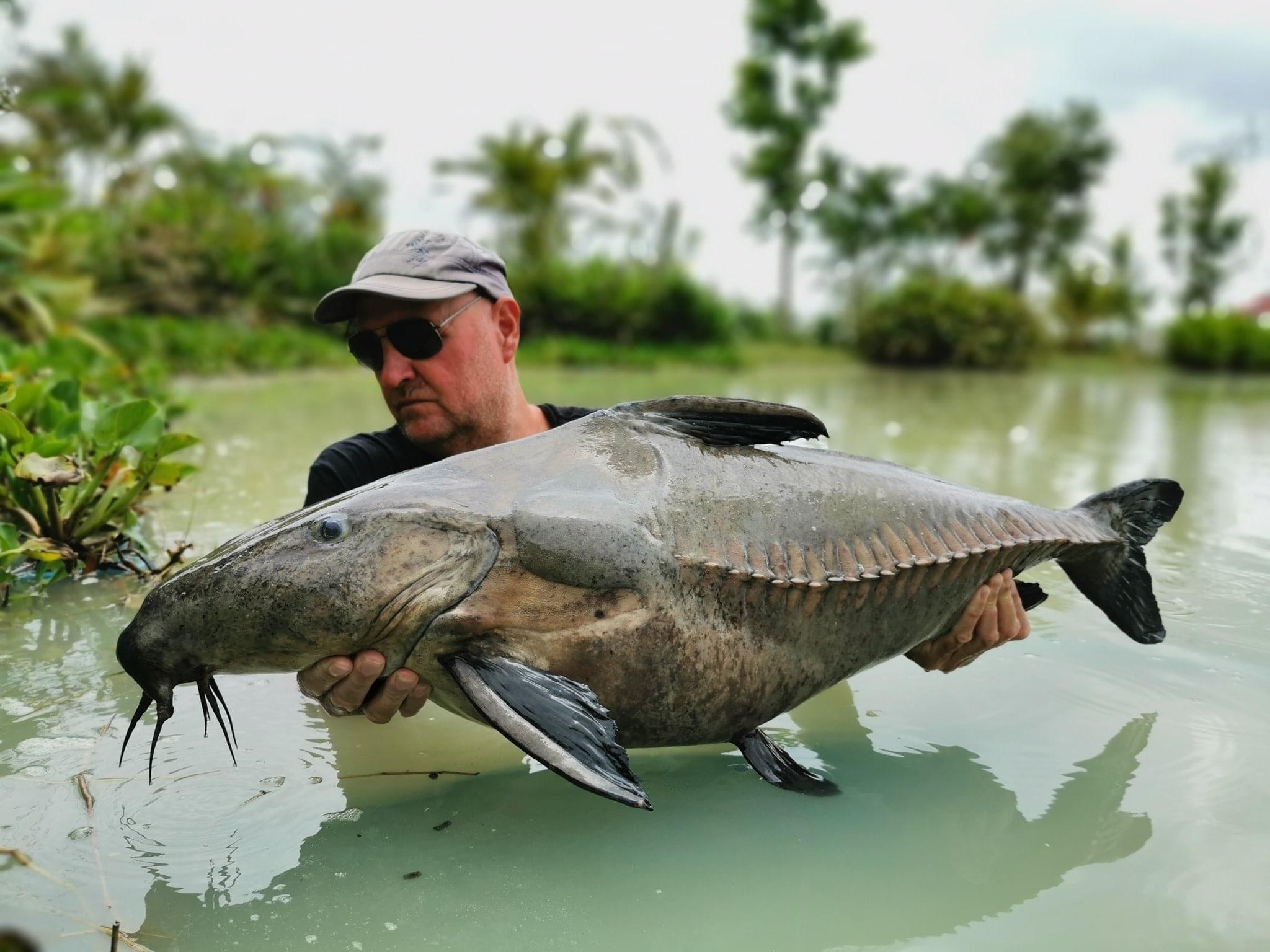 Ripsaw Catfish Thailand