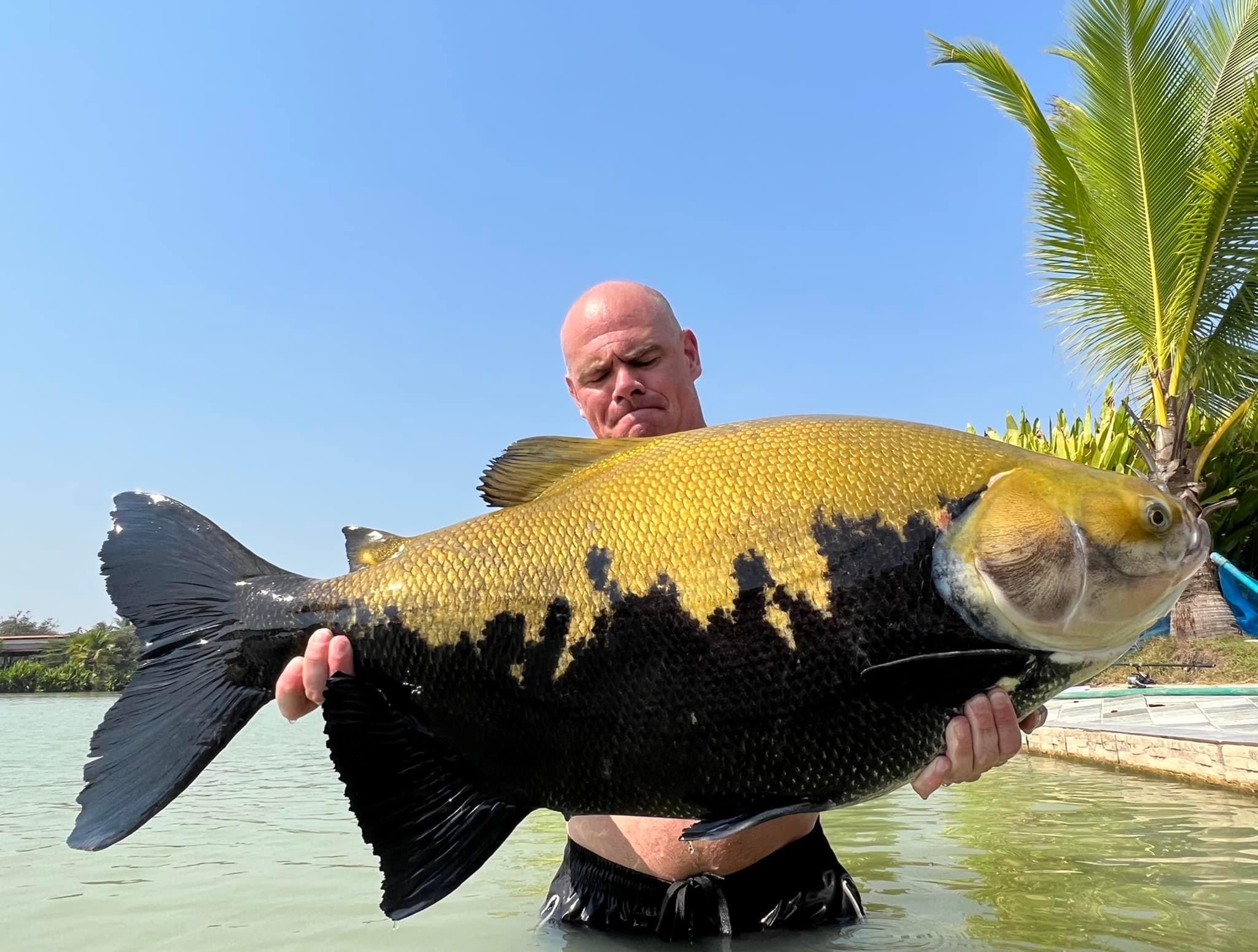 Tambaqui Black Pacu thailand fishing