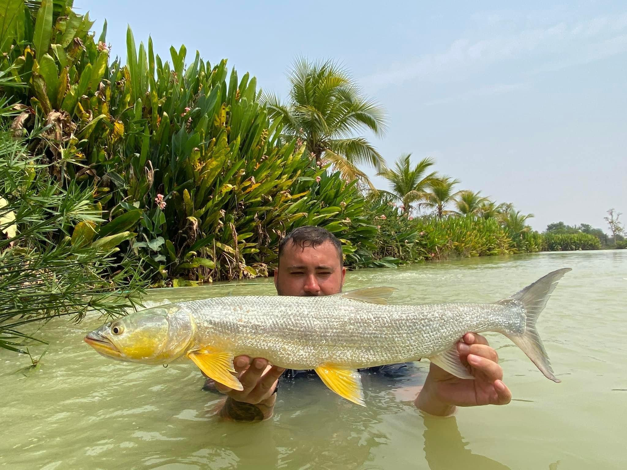 Yellow Cheek Carp Elopichthys Bambusa