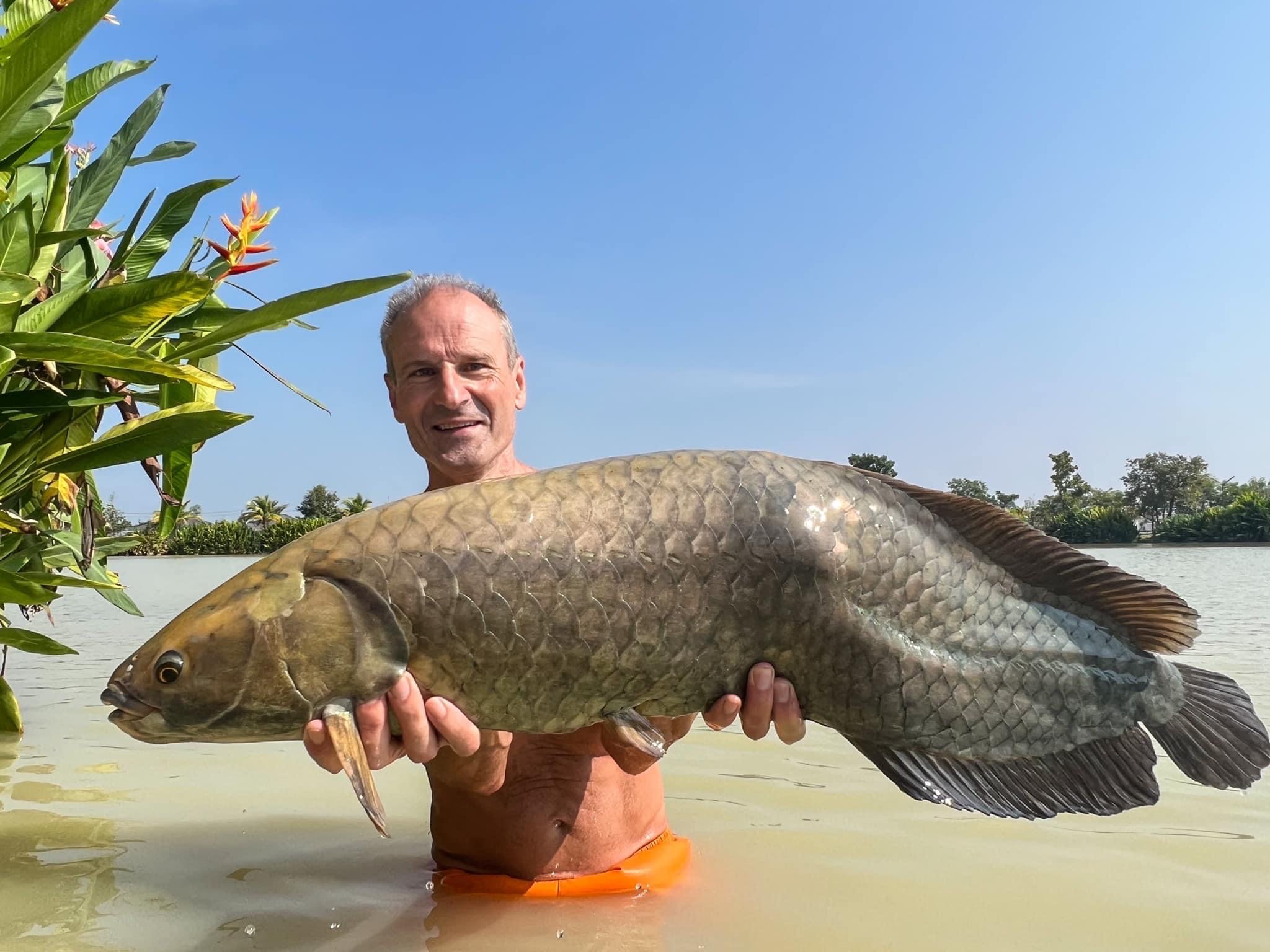 african arawana fishing thailand