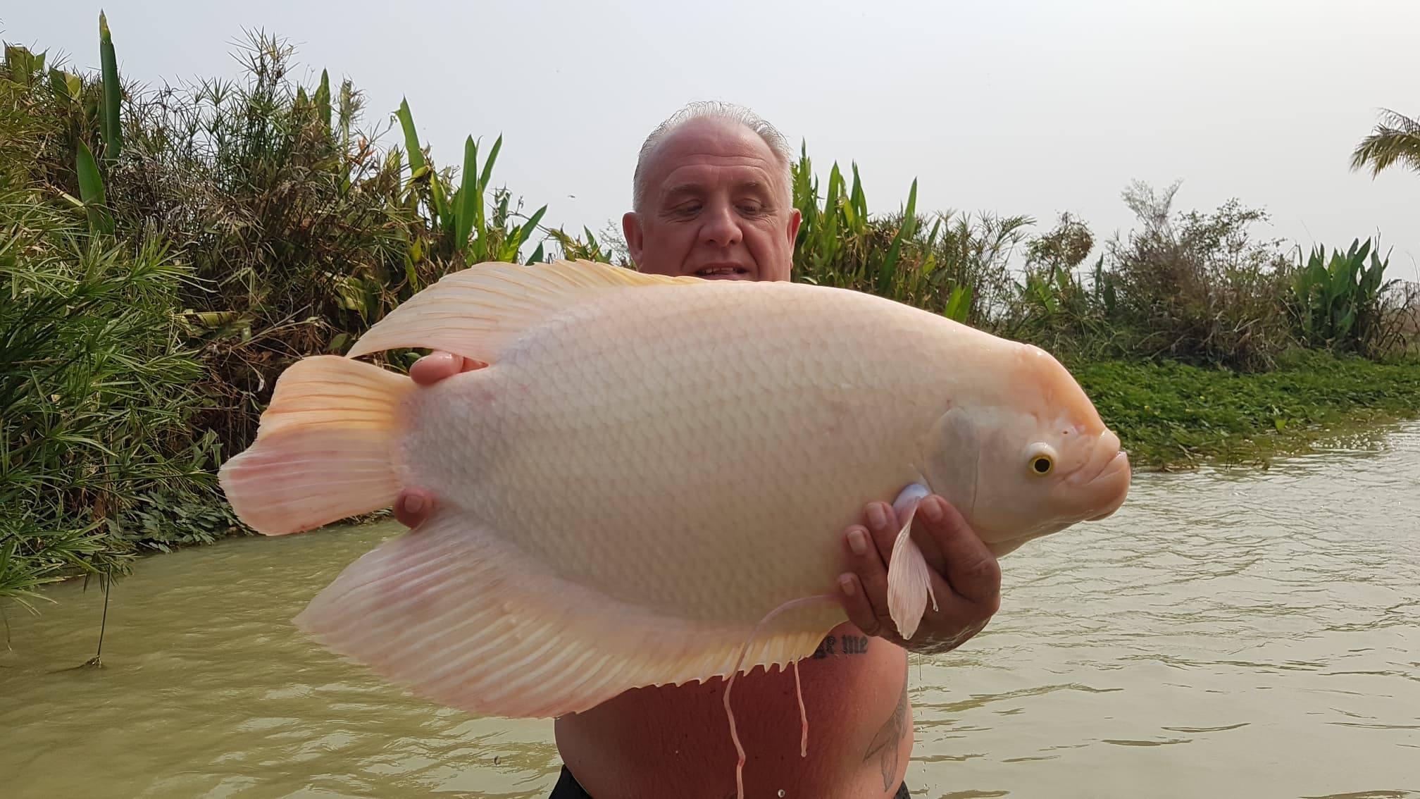 albino giant gurami