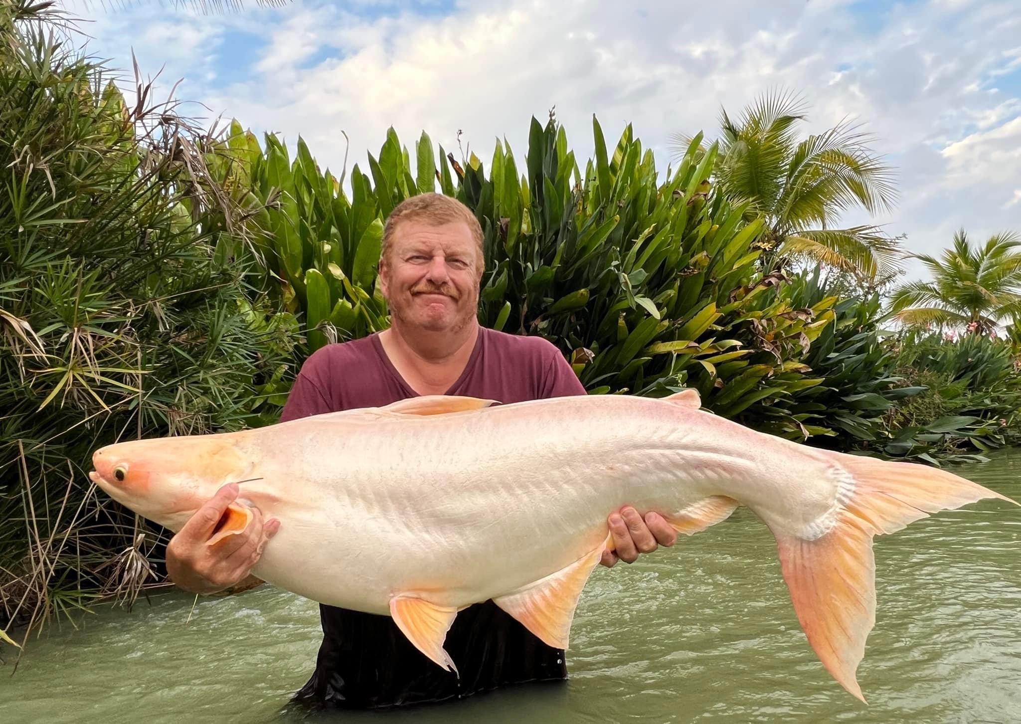 albino striped catfish thailand fishing