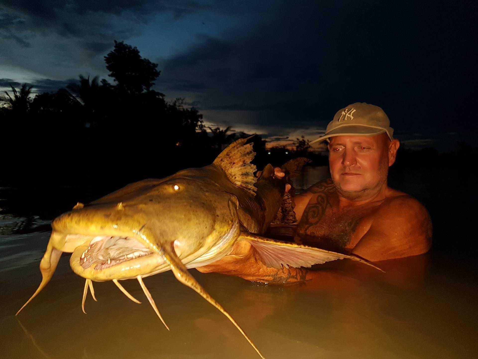 goonch catfish thailand