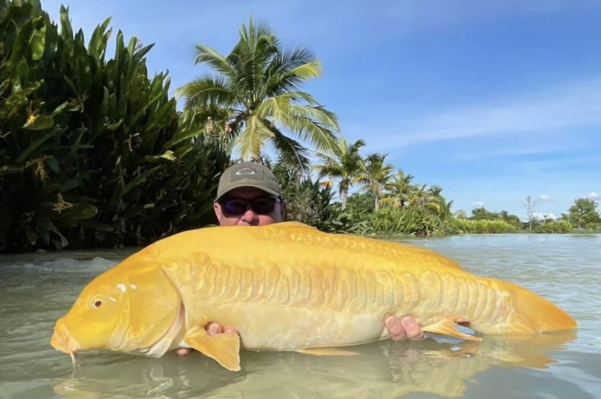 koi carp thailand