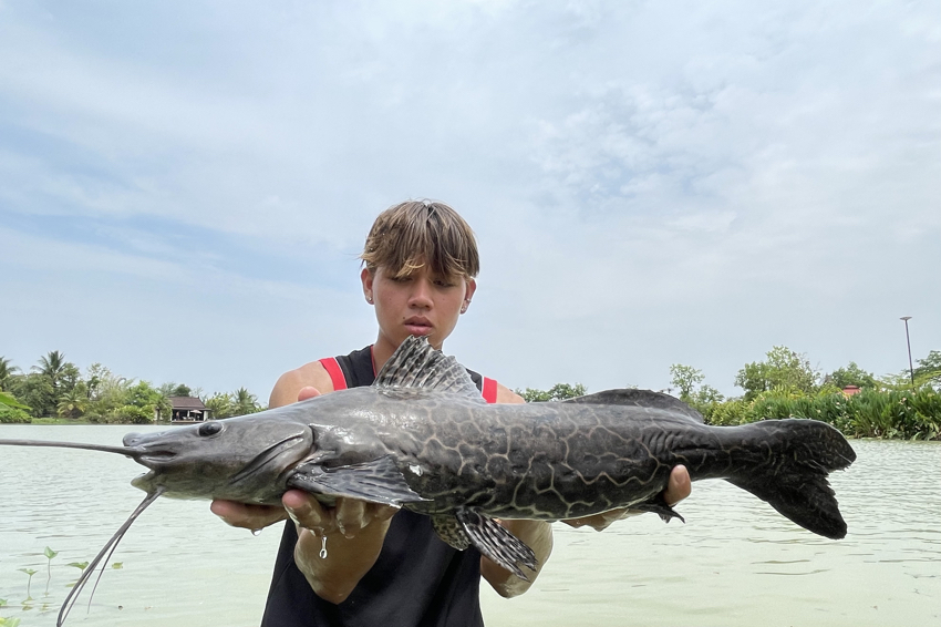 marble catfish thailand fishing