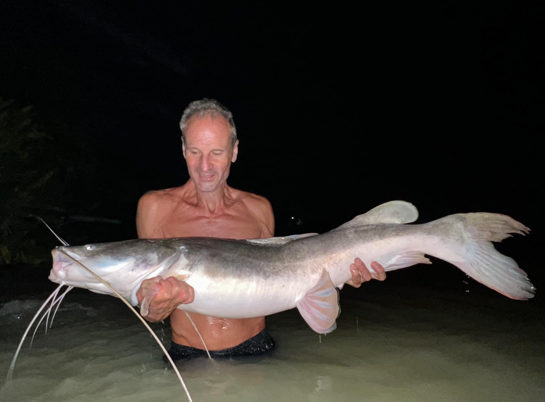 salween catfish salween river