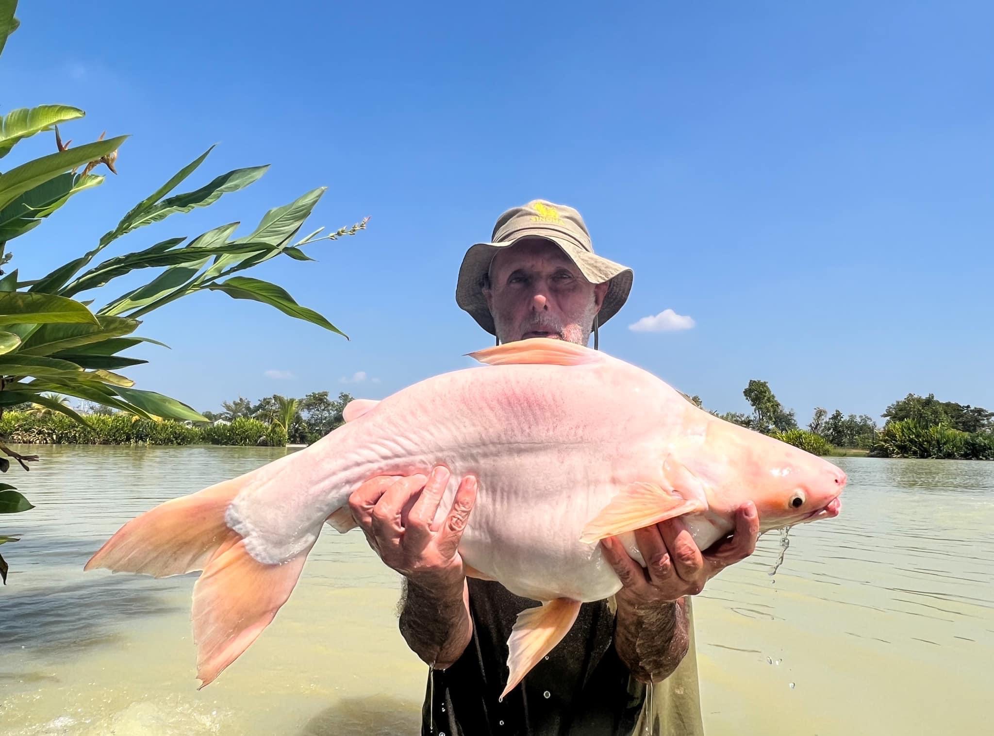 short body albino striped catfish swai