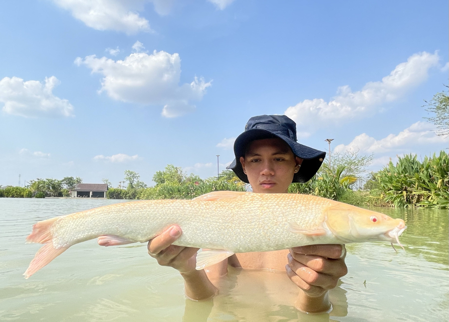 Albino Aral Barbel