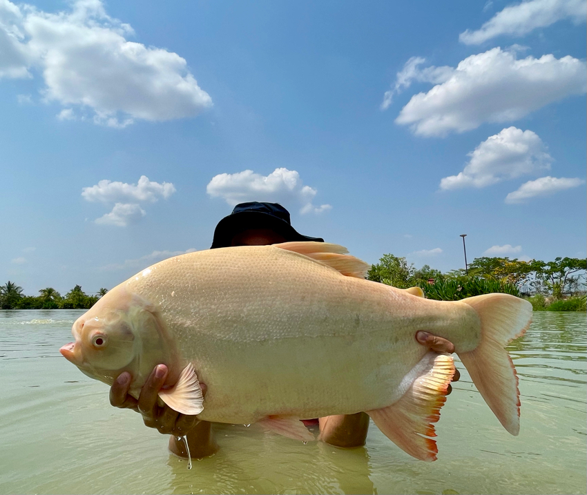 albino pacu