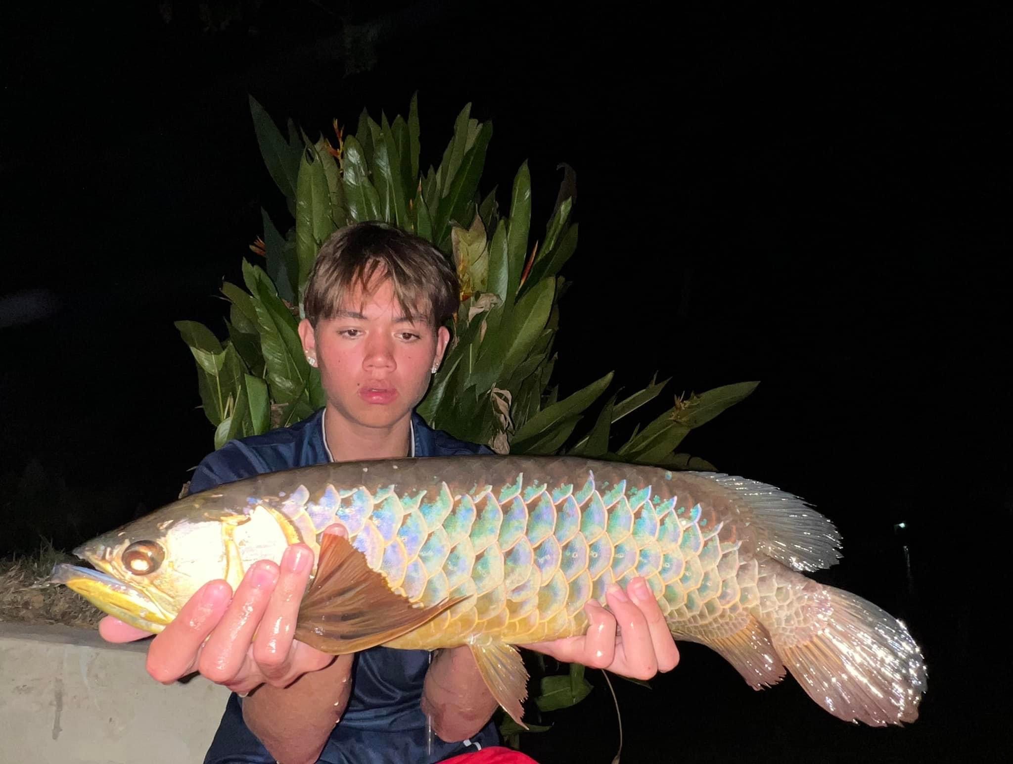 asian golden blue base crossback arowana