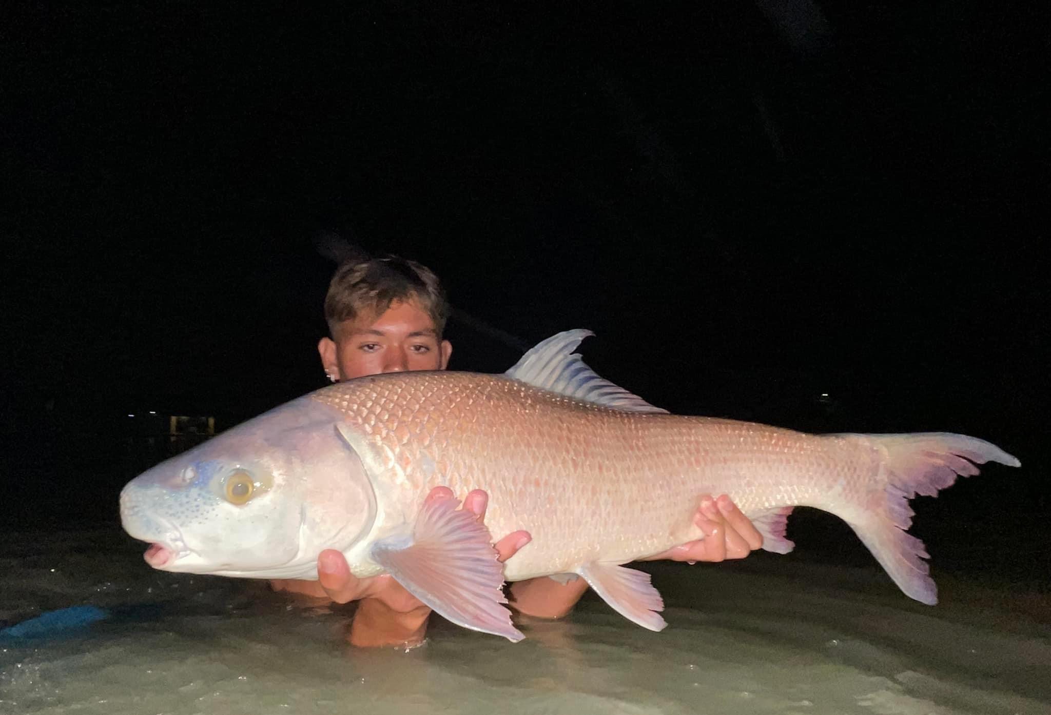 small scale mud carp