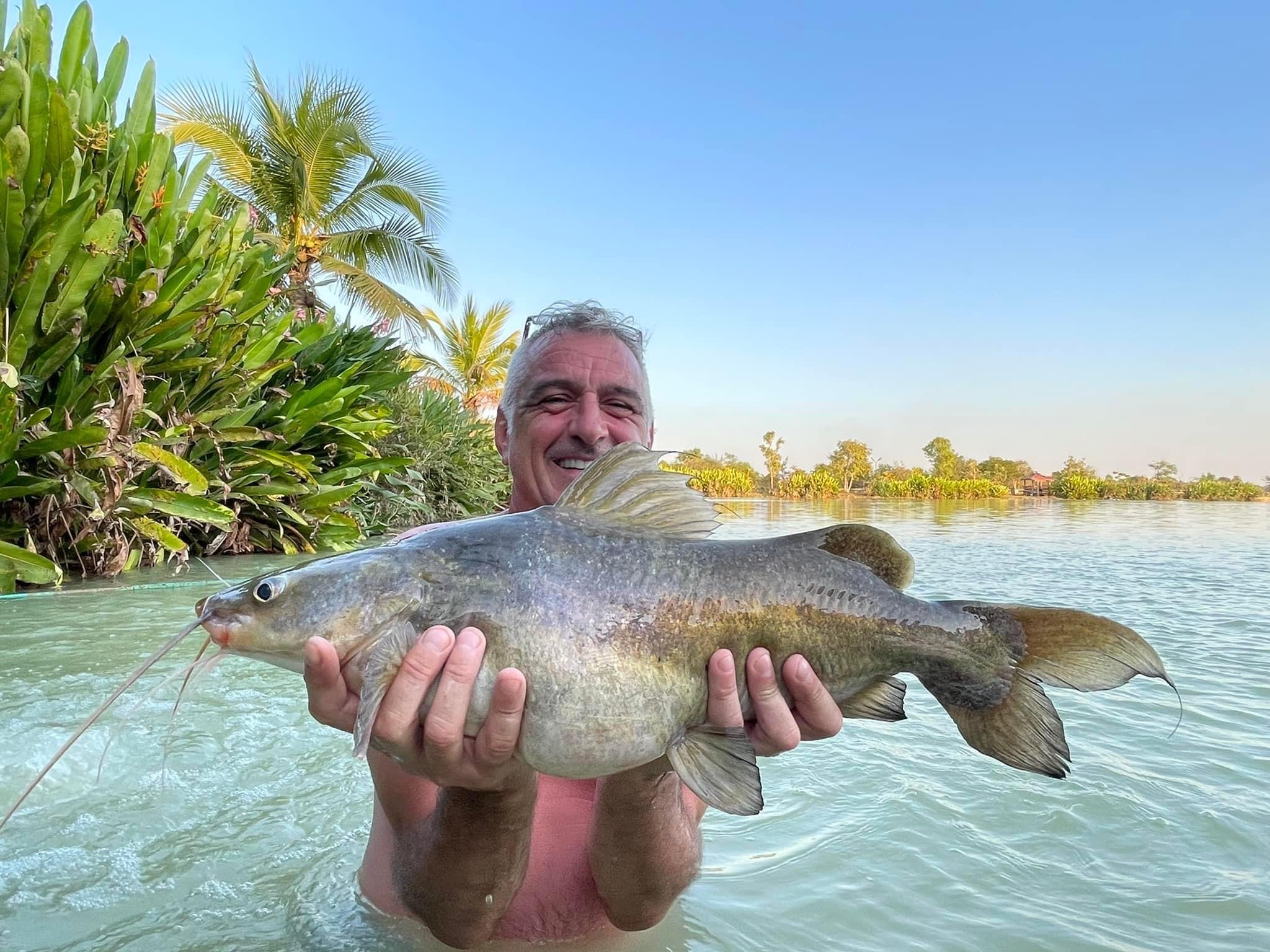 yellow catfish