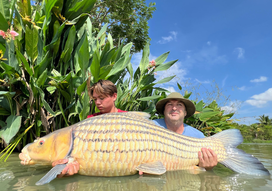 big julins golden carp