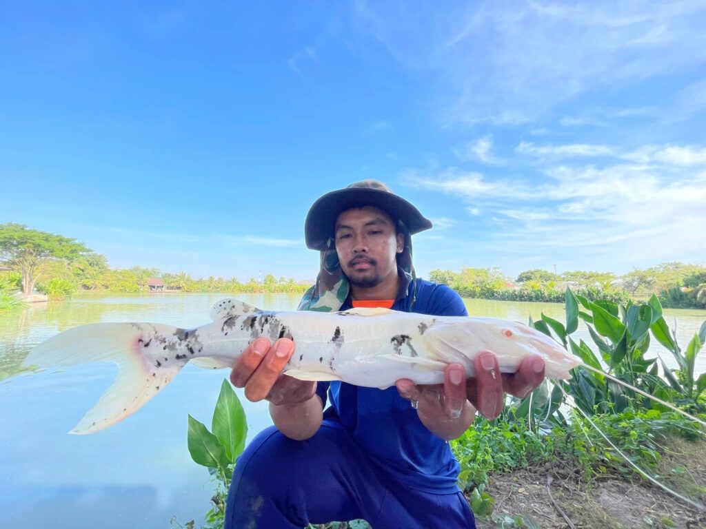 Albino Marbeled Tiger Shovelnose