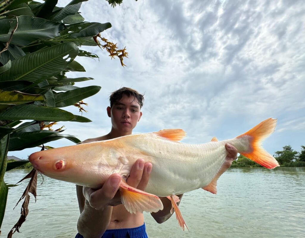 Albino Pangasius Shark Catfish