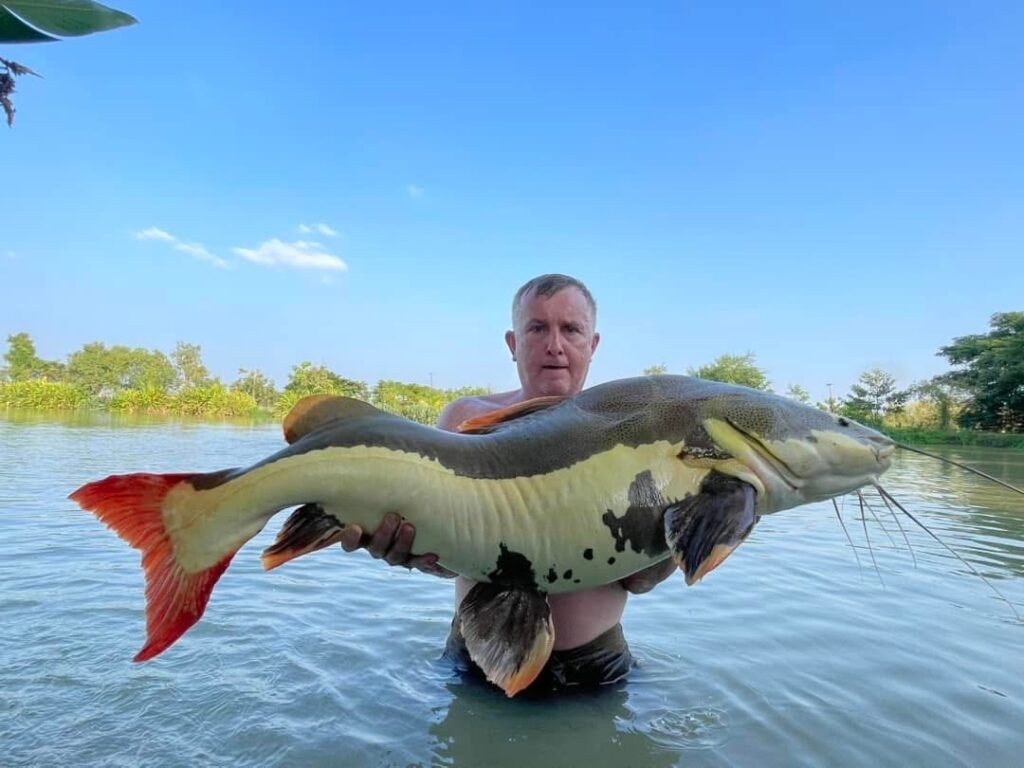 Amazon Redtail fishing thailand