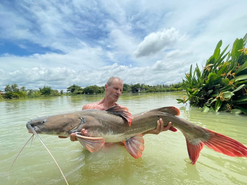 Asian Redtail Catfish