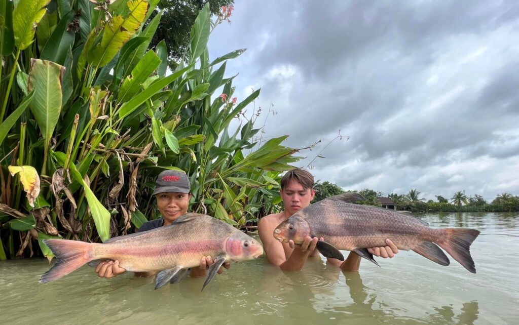 Chinese High Fin Banded Shark