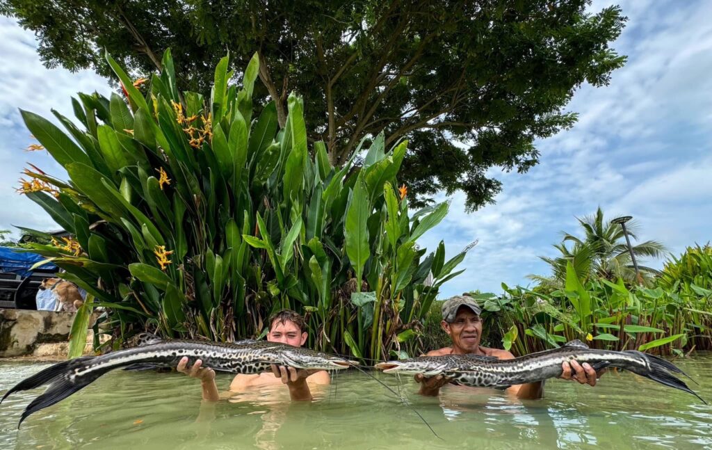 Firewood catfish fishing thailand