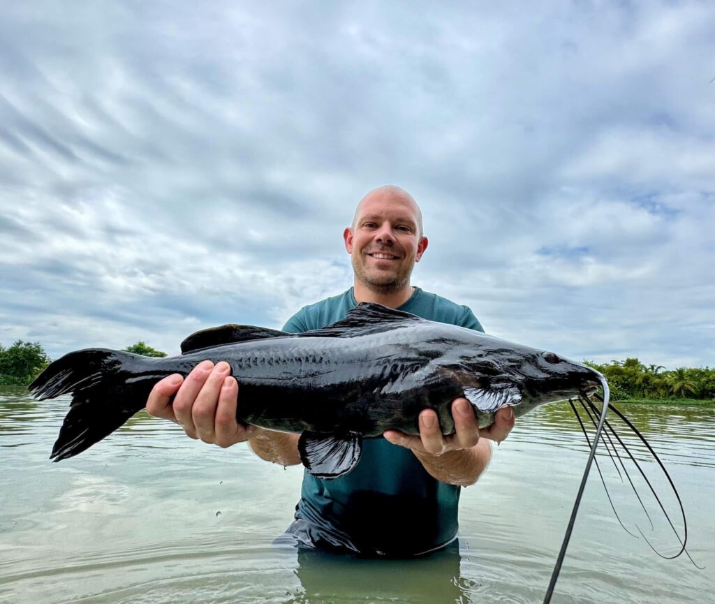 Leiarius pictus Sailfish Pim catfish