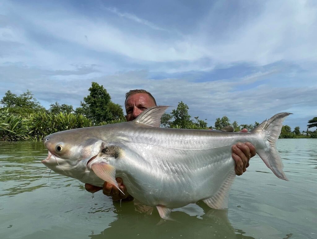 Pla tepo Black Ear Catfish fishing thailand