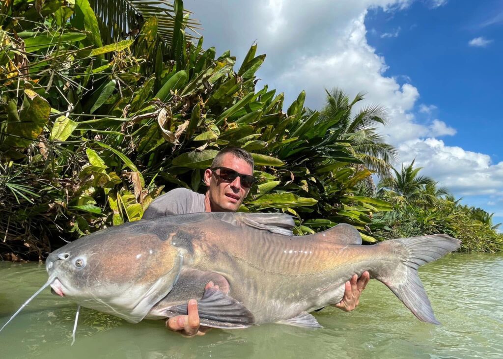 Salween Rita Catfish