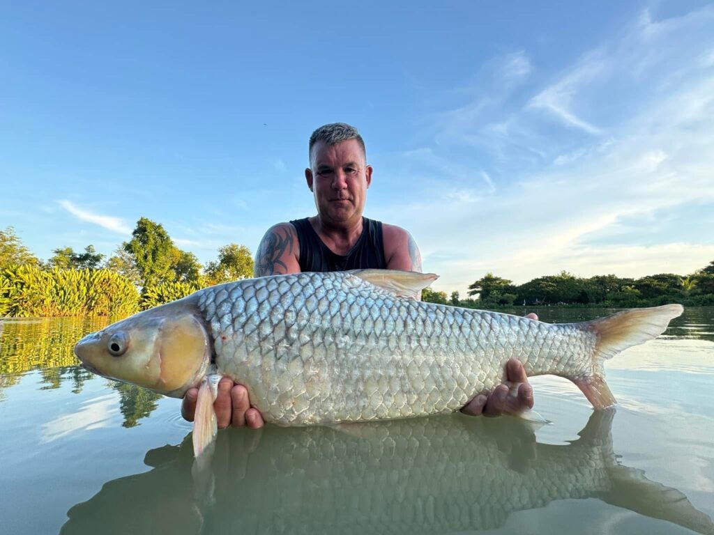 Soldier River Barb Thailand