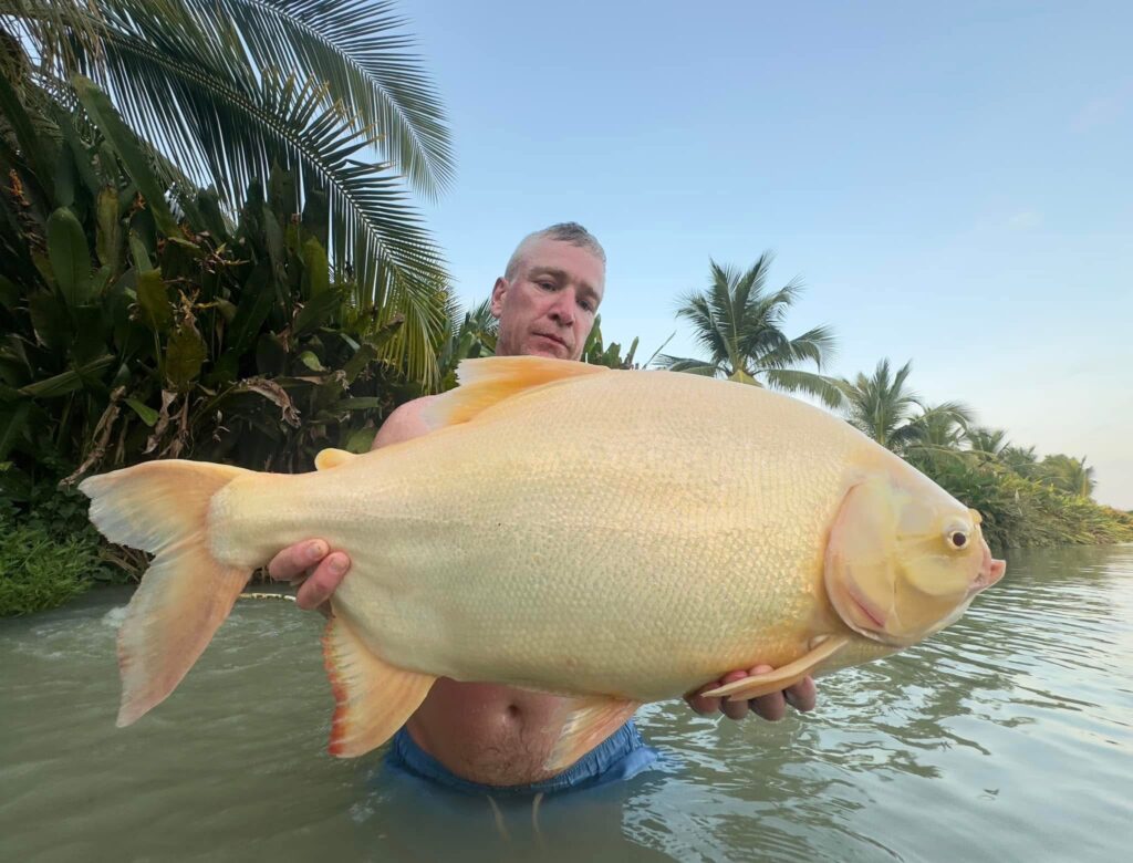 albino pacu fishing thailand