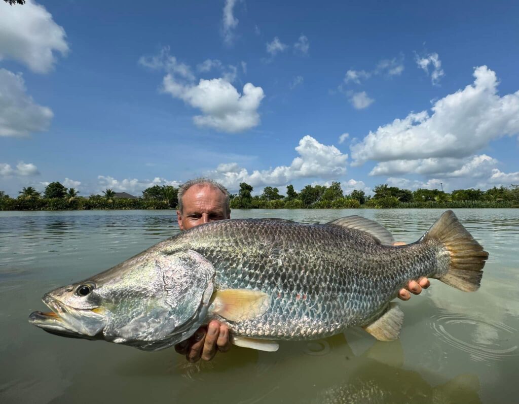 barramundi