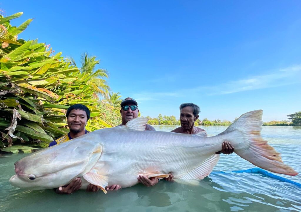 giant mekong catfish fishing thailand