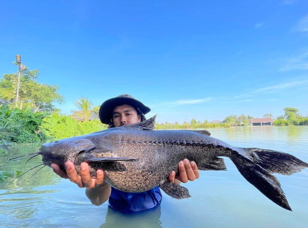 granulated catfish