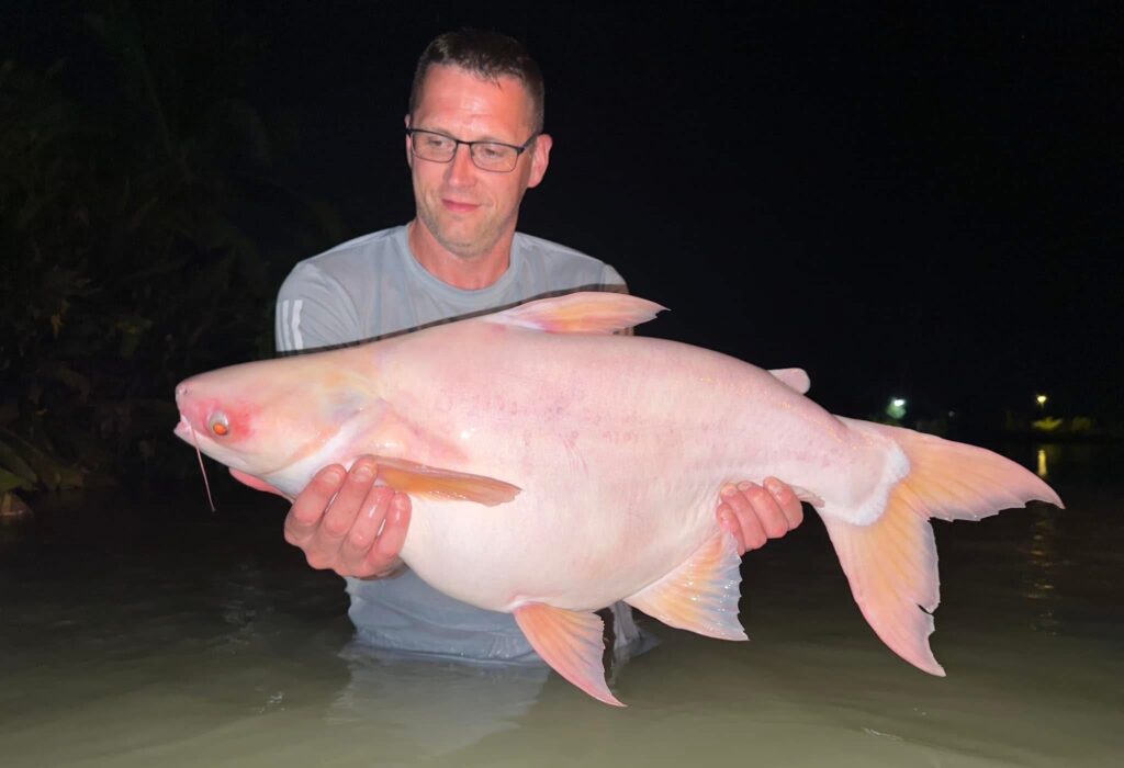 short body albino striped catfish