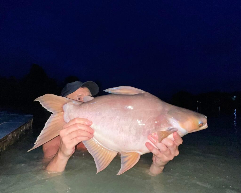 short body striped catfish fishing thailand