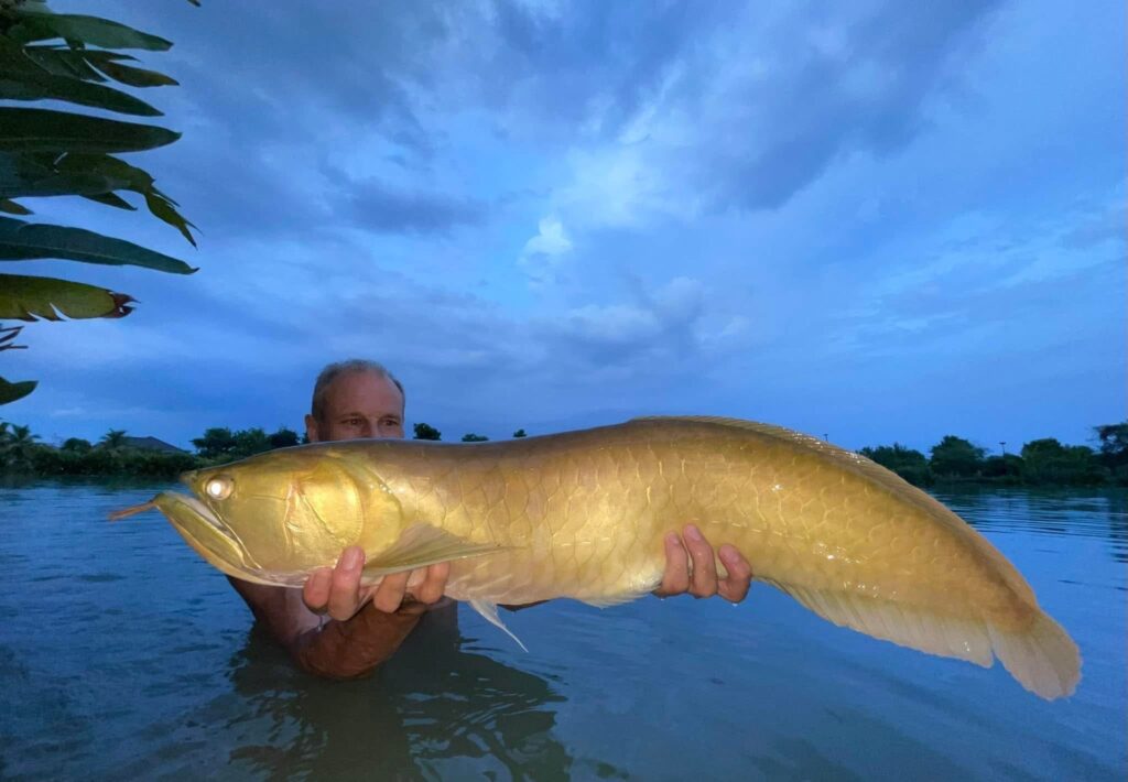 silver arowana fishing thailand