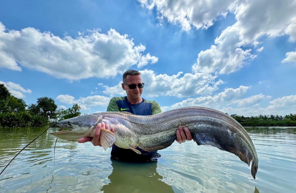 wallago attu fishing