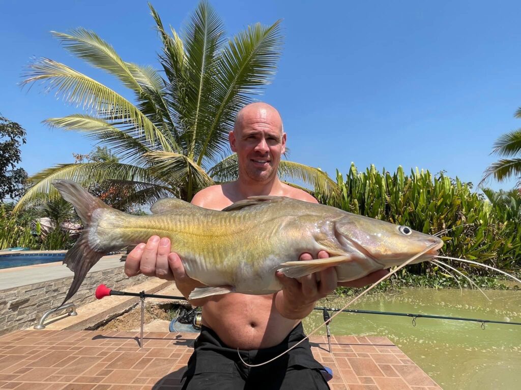 yellow catfish fishing thailand